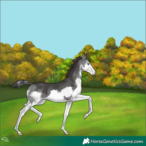 Horse Color:Black Splash