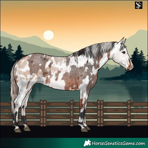 Horse Color:Bay Roan and Amber Champagne Roan Appaloosa