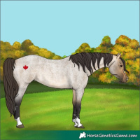 Horse Color:Buckskin Roan Dun Rabicano