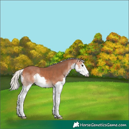Horse Color:Silver Bay Splash 