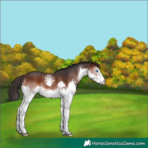 Horse Color:White Spotted Brown Splash 