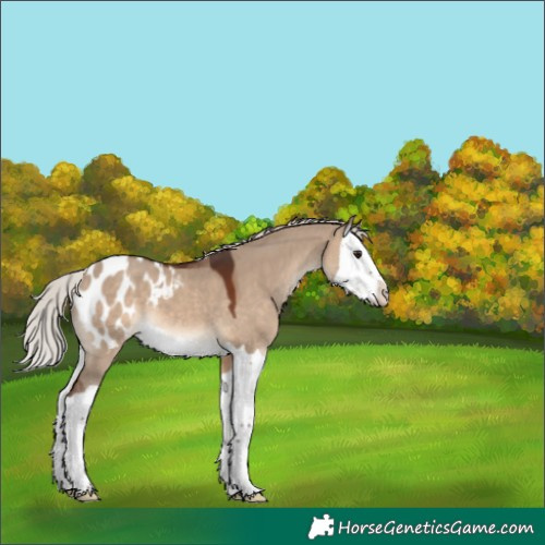 Horse Color:Silver Brown Dun Splash Appaloosa 
