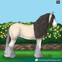 Horse Color:Buckskin Dun Splash 