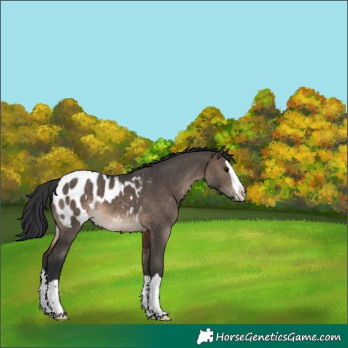 Horse Color:Brown Dun Splash Appaloosa 