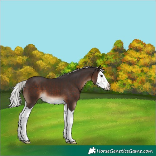 Horse Color:Silver Brown Splash 