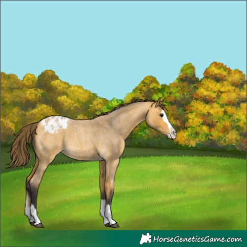 Horse Color:Buckskin Roan Splash Varnish 