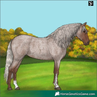 Horse Color:Silver Blue Roan Sabino