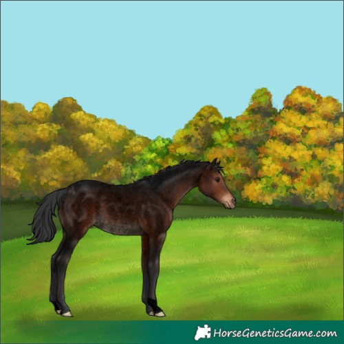 Horse Color:Void Brown Roan 