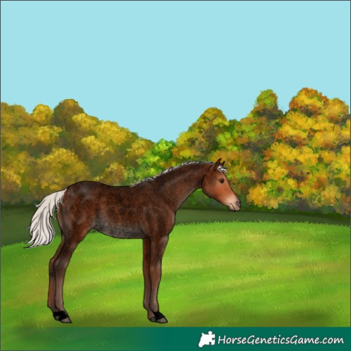 Horse Color:Void Silver Bay Roan