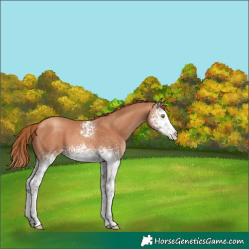 Horse Color:White Spotted Gold Champagne 