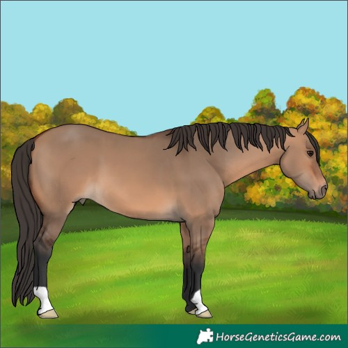 Horse Color:Bay Dun 