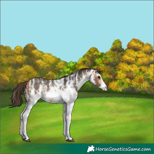 Horse Color:White Spotted Buckskin 