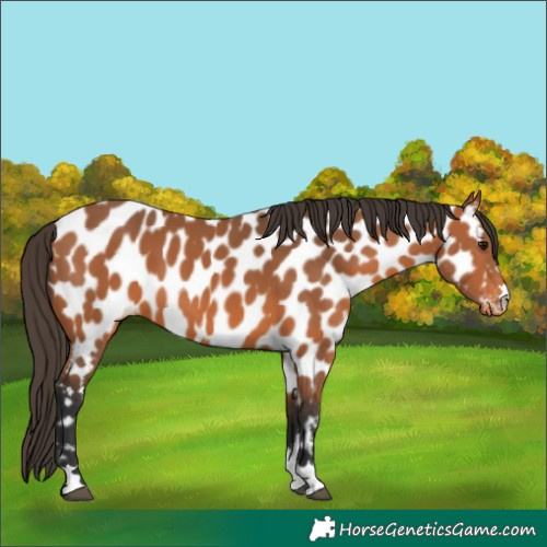 Horse Color:Bay Near Leopard 
