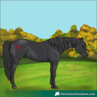 Horse Color:Black 