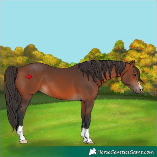 Horse Color:Bay 