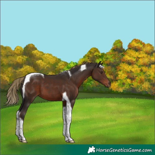Horse Color:Liver Chestnut Tobiano 