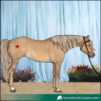 Horse Color:Chocolate Palomino Dun Rabicano 