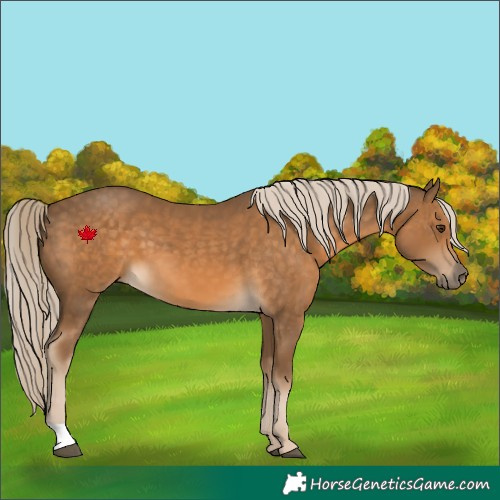 Horse Color:Chocolate Palomino 