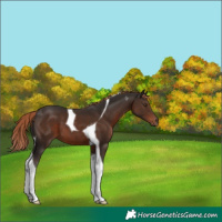 Horse Color:Liver Chestnut Tobiano 