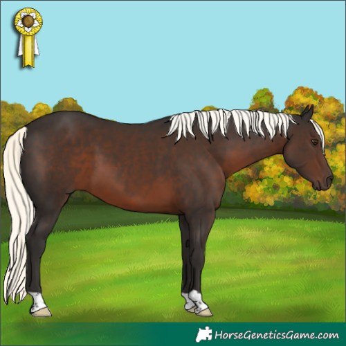 Horse Color:Liver Chestnut Mushroom