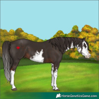 Horse Color:White Spotted Liver Chestnut Splash 