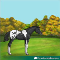 Horse Color:Black Tobiano Blanket 