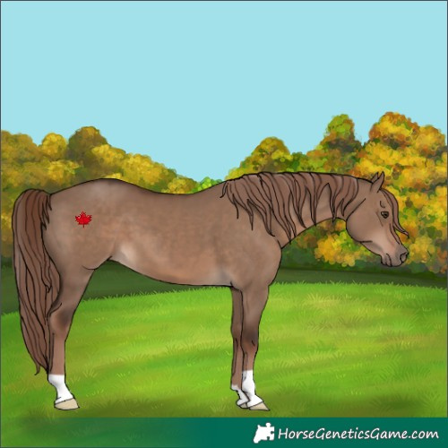 Horse Color:Liver Red Dun 