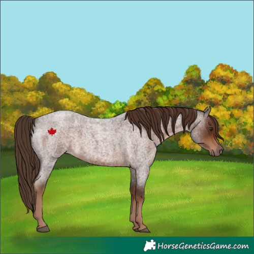Horse Color:Liver Red Roan 