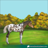 Horse Color:Silver Smoky Black Tobiano Near Leopard 