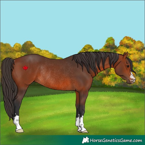 Horse Color:Bay Rabicano 