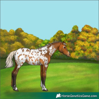 Horse Color:Gray Silver Buckskin Tobiano Appaloosa