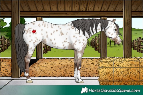 Horse Color:Liver Red Dun Appaloosa Rabicano 