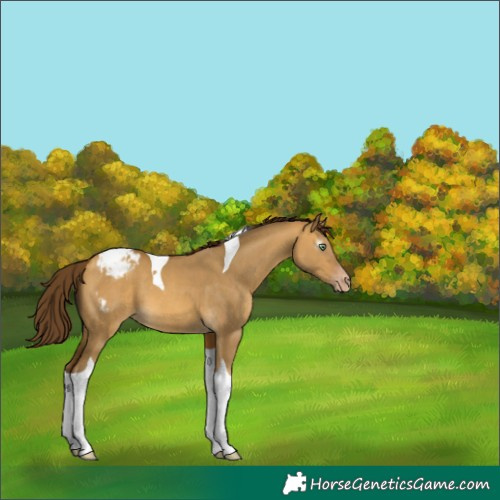 Horse Color:Gray Amber Cream Champagne Dun Tobiano Varnish 