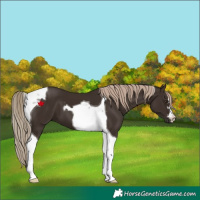 Horse Color:Liver Chestnut Tobiano