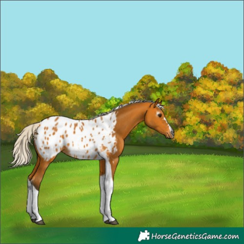 Horse Color:Gray Silver Buckskin Tobiano Blanket 