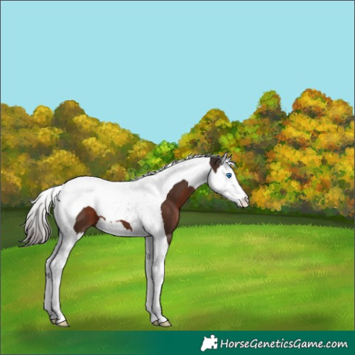 Horse Color:Liver Chestnut Splash Tobiano Varnish 