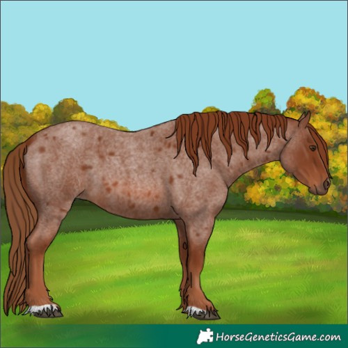 Horse Color:Red Roan 