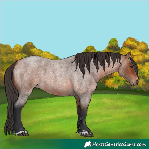 Horse Color:Bay Roan 