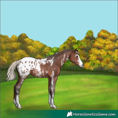 Horse Color:Gray Silver Bay Sabino Blanket 