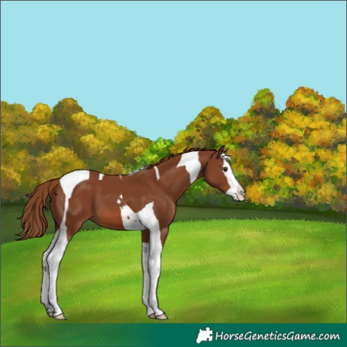 Horse Color:Chestnut Splash Tobiano 