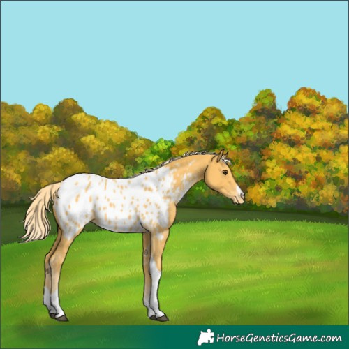 Horse Color:Palomino Sabino Tobiano Blanket 