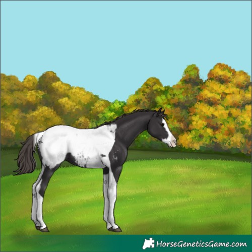 Horse Color:Smoky Black Splash Tobiano Snowcap 