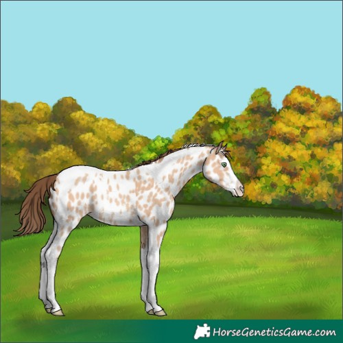 Horse Color:Amber Champagne Sabino Splash Tobiano Near Leopard 