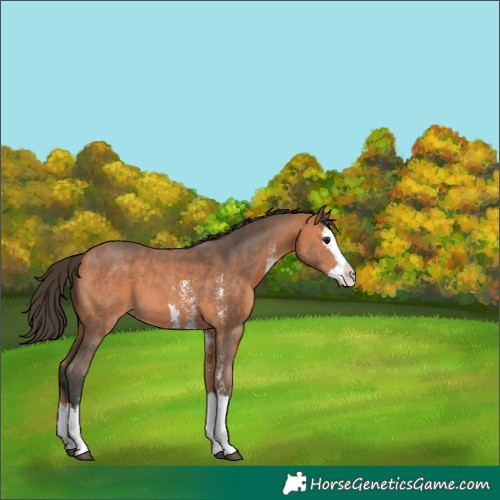 Horse Color:Bay Sabino Splash 