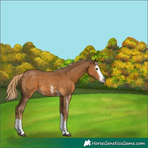 Horse Color:Gray Palomino Sabino Splash 