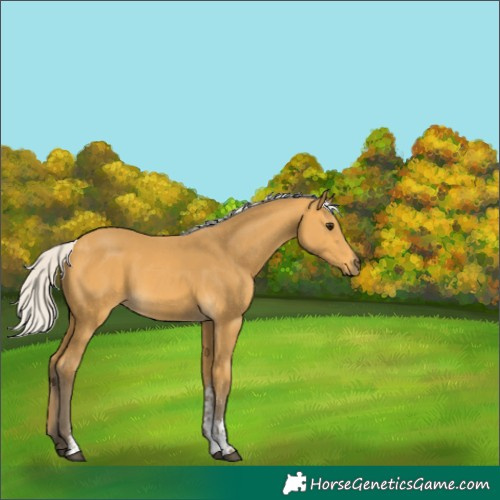 Horse Color:Silver Buckskin Sabino 