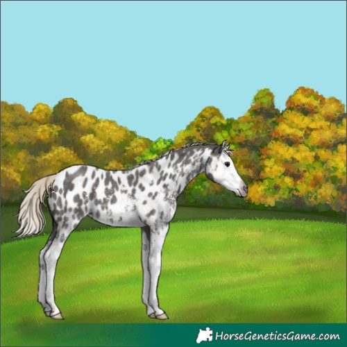 Horse Color:Gray Silver Smoky Black Sabino Splash Near Leopard 