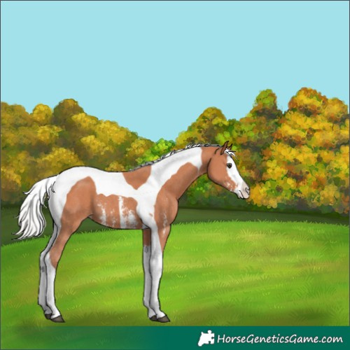 Horse Color:Silver Bay Sabino Splash Tobiano 