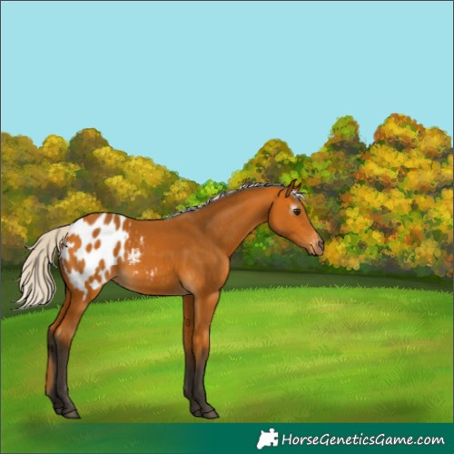 Horse Color:Gray Silver Buckskin Blanket 