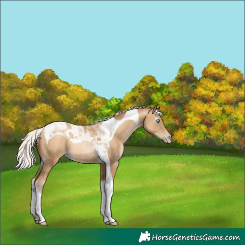 Horse Color:Gray Silver Amber Cream Champagne Pearl Tobiano 
